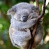 koala3