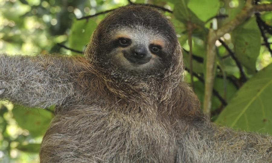 Cure+for+Cancer+Finds+Home+in+Sloth+Fur
