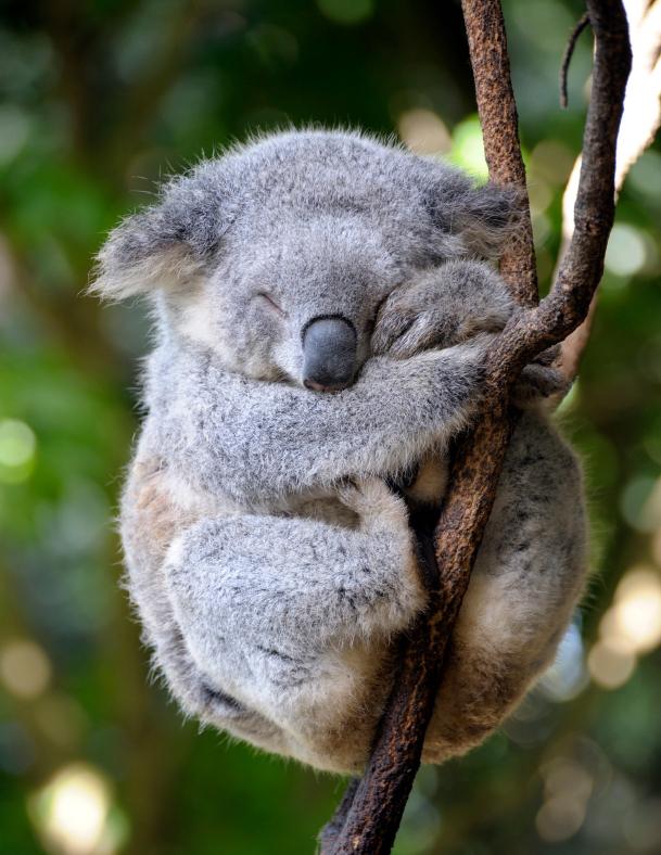 Aussie Bushfires Displace Koala Population