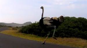 News Of the Strange: Ostrich Joins Bike Race