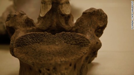 The Finding of Mastodon Bones Leaves Questions