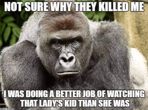 Who’s To Blame For The Cincinnati Zoo Incident?