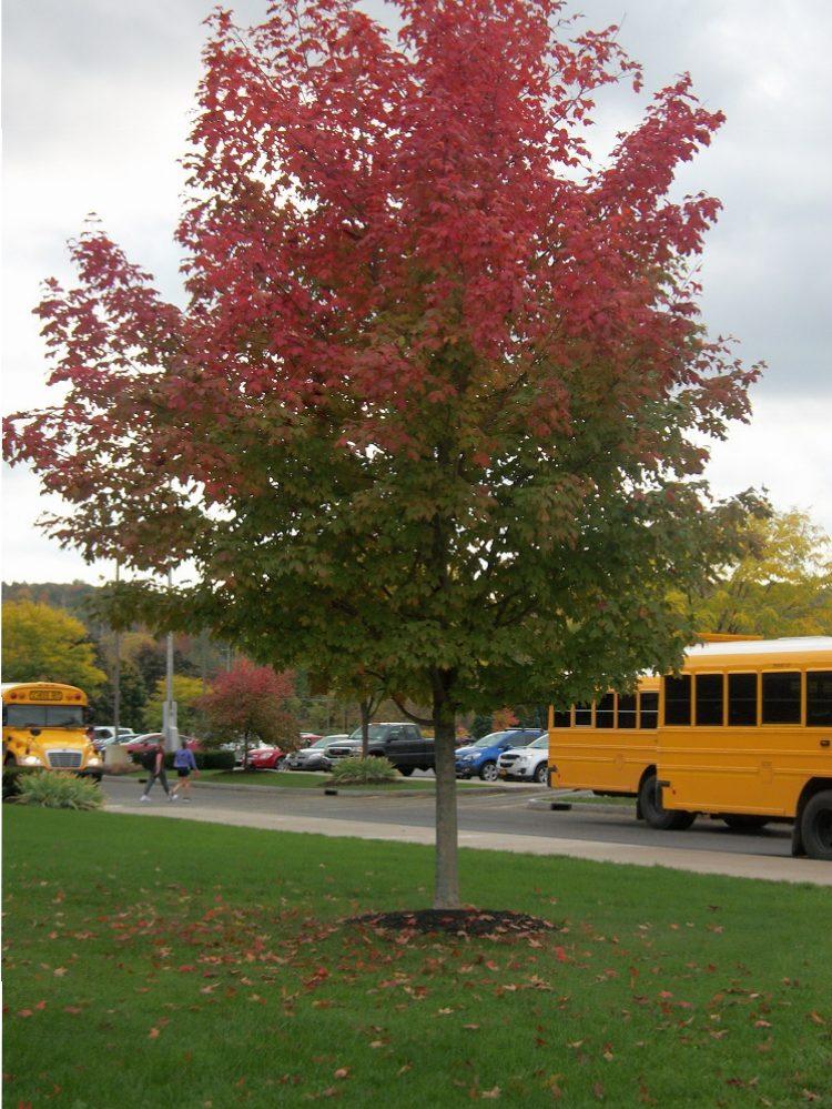 A tree that has turned half of its leaves right on school property.