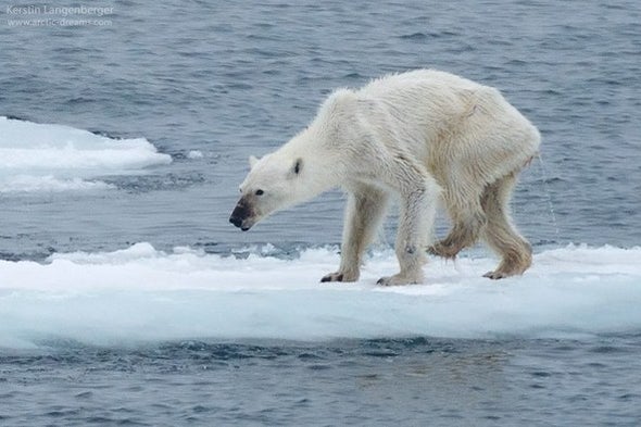 Polar Bears Could Go Extinct 